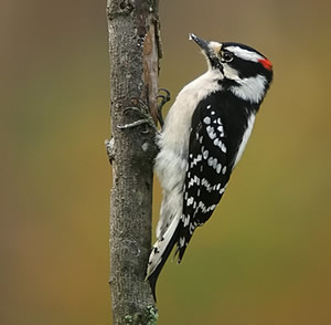 Woodpecker Damage